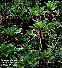 'Ohawai-bloemen' (foto).